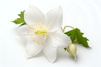 Pure white jasmine flower with delicate petals and yellow stamens, accompanied by fresh green leaves and unopened bud on white background, isolated botanical.