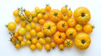 Fresh yellow and orange heirloom tomatoes variety collection isolated on white background for healthy cooking and organic farming concepts.