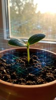 Young plant seedling with digital data overlay and holographic interface elements growing in terracotta pot on sunny windowsill for smart agriculture technology.