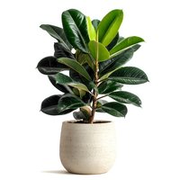 Rubber plant with glossy green leaves in modern beige ceramic pot isolated on white background for interior design and home decor projects.