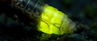 Glowing yellow leaf trapped in spider web with morning dew drops creating magical forest atmosphere for nature and botanical design projects.