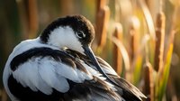 Small black and white duck with distinctive markings resting peacefully among tall golden reeds in natural wetland habitat during warm sunlight.