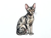 Cornish Rex cat with distinctive large ears and slender body sitting upright on white background, isolated and ready for design use on merchandise and print materials.