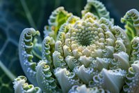 Mesmerizing spiral pattern of light green and white ornamental cabbage or kale close-up macro photography showing intricate natural fractal design in garden.