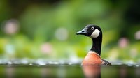 Red-breasted goose swimming in calm water with soft green bokeh background, side view portrait of waterfowl showing distinctive markings and elegant neck posture.