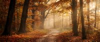 Misty autumn forest path with golden sunlight filtering through colorful fall foliage and scattered leaves on ground creating magical woodland atmosphere.