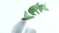 Isolated eucalyptus branch with green leaves in white ceramic vase on white background, suitable for home decor, botanical design, and interior styling projects.
