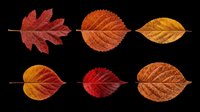 Autumn leaves in various shades of red, orange, and brown isolated on transparent background. Ready for t-shirt designs, clipart, stickers, sublimation, and print-on-demand projects.