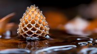 Pine cone with water droplets on wooden surface creating natural autumn decoration with reflective wet texture and organic botanical elements.