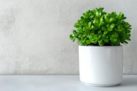 Fresh green succulent plant in modern white ceramic pot against light textured wall background, minimalist home decor on white surface.