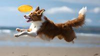Energetic Shetland Sheepdog leaping to catch flying disc on sandy beach, displaying agility and playful spirit against ocean backdrop and blue sky.