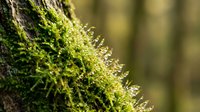 Green moss growing on tree bark in forest with natural sunlight creating organic texture for environmental and nature projects.