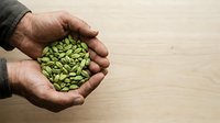 Male hands holding green cardamom pods on wooden surface, agricultural harvest and spice trading concept.