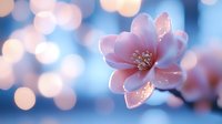 Delicate pink cherry blossom in soft focus against blurred bokeh background, capturing spring awakening with dreamy pastel colors and morning dew drops.