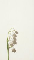 Delicate white lily of the valley flower with green stem casting soft shadow on neutral beige background for spring botanical design projects.