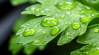 Fresh green leaves with pure water drops after rain, macro photography showing nature details and morning dew on plant foliage in garden environment.