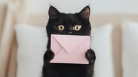 Black cat holding pink envelope in paws against light background, looking directly at camera with bright yellow eyes. Playful pet mail delivery concept.