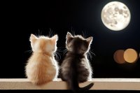 Two adorable kittens sitting together on windowsill at night, watching full moon in dark sky with bokeh lights, romantic peaceful moment.