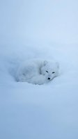 Arctic fox curled up sleeping in deep snow during winter blizzard conditions with white fur camouflage for wildlife and nature photography projects.