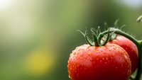 Fresh ripe red tomato with water droplets on green stem against blurred natural garden background for healthy organic farming and agriculture concepts.