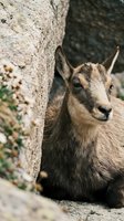 Young mountain goat resting beside stone wall in natural rocky habitat with soft brown fur and alert expression for wildlife photography.