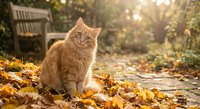 Orange tabby cat sitting in autumn leaves with warm sunlight filtering through trees in peaceful garden setting.
