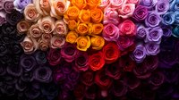 Vibrant multicolored roses arranged in ombre pattern from light to dark shades creating dramatic floral background with pink, orange, purple and red blooms.