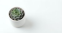 Small succulent plant in white ceramic pot on clean background for home decor and gardening projects.