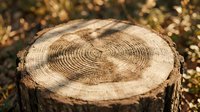 Tree stump cross section showing growth rings and annual wood layers, suitable for forestry, environmental, and nature-themed projects.