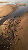 Aerial view of sheep flock walking along golden sandy beach at sunset with ocean waves and tidal pools creating natural patterns in coastal landscape.
