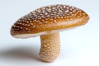 Brown spotted mushroom with white dots on cap and stem against white background, macro photography showing detailed texture and natural pattern.