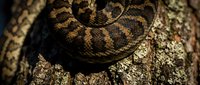 Coiled venomous snake with brown and tan patterned scales resting on textured tree bark, suitable for wildlife and nature educational content.