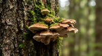 Bracket fungi growing on moss-covered tree bark in natural forest environment showcasing woodland ecosystem and organic decomposition process.