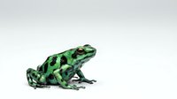 Green and black patterned frog isolated on white background, suitable for educational materials, wildlife design projects, and nature-themed graphics.
