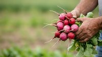 Male farmer with tanned skin holding freshly harvested red radishes with green stems and leaves in hands outdoors, agricultural produce ready for market or sale.