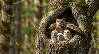 Great horned owl family with fluffy owlets nestled in tree hollow cavity during spring nesting season in natural forest habitat.