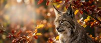 Wild lynx portrait among colorful autumn foliage with warm golden sunlight creating beautiful bokeh background for wildlife and nature photography projects.