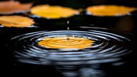 Water drop falling into dark liquid creating concentric ripples, with floating orange autumn leaves reflecting on surface. Macro photography with selective focus.