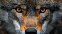 Close up portrait of gray wolf face with intense amber eyes and focused gaze showing wild predator nature, dramatic lighting enhances facial features and expression.