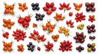 Assorted berries and fruits arranged in flower patterns on white background, including strawberries, blackberries, and red currants. Isolated design elements.