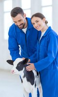 Veterinarians in blue uniforms caring for young Holstein calf at modern clinic. Smiling medical professionals examining dairy farm animal during checkup.