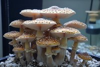 Cluster of spotted cream-colored mushrooms growing from soil, featuring umbrella-shaped caps with white speckles and delicate gills underneath, captured in natural light.