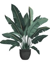 Tropical banana plant with large green leaves in black pot, isolated on white background. Decorative houseplant illustration for interior design and botanical art.