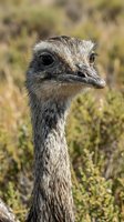 Emu head and neck close-up portrait with detailed feathers and dark eyes against natural bush background in wildlife habitat.