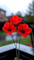 Vibrant red poppies with delicate water droplets against blurred background, three flowers on long stems showing detailed petals and dark centers in macro photography.