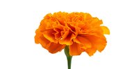 Vibrant orange marigold flower with ruffled petals and green stem isolated on white background, perfect for floral designs and seasonal decorations.