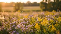 Wildflower meadow at golden hour with purple and yellow blooms creating natural countryside landscape for wellness and nature concepts.