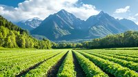 Agricultural field with green crop rows leading toward majestic mountain peaks under blue sky with white clouds in scenic rural landscape.