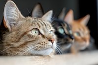 Three curious cats with different colored fur looking up attentively, close-up portrait showing bright eyes and whiskers against dark background.