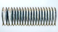 Fresh sardines arranged in neat row on white background for culinary and seafood market presentations.
